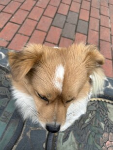 低头的棕白相间小狗