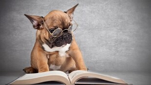 萌犬读书瞬间
