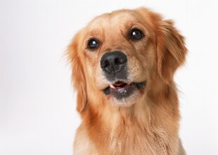 可爱金毛犬特写