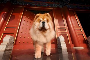 松狮犬立于中式红门前