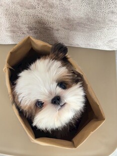 小狗躲在纸盒里超可爱