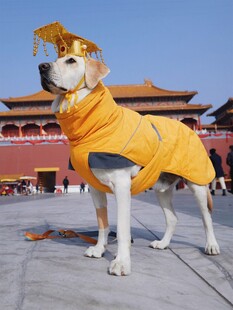 穿龙袍的狗狗游故宫