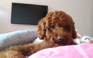 可爱泰迪犬趴粉色垫子上