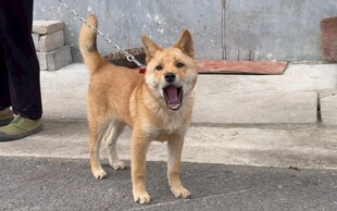 路边可爱的小土狗