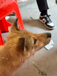 仰头望人的棕色狗狗