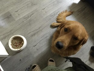 金毛犬仰头望主人