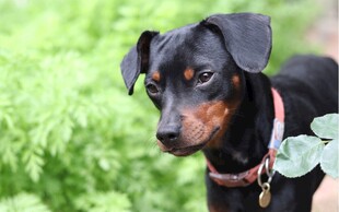 可爱杜宾犬置身绿意中
