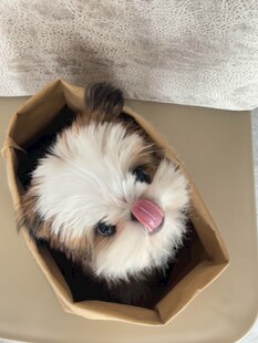 小狗惬意躺纸盒吐舌