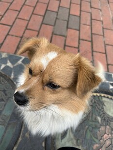 可爱小狗近景特写