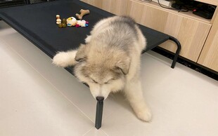 趴着的狗狗叼着长条物