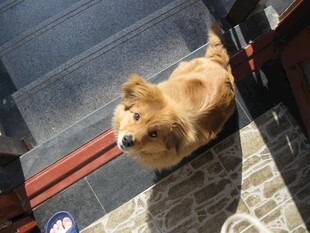 可爱博美犬站在台阶旁