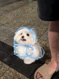 穿雨衣的可爱小白狗