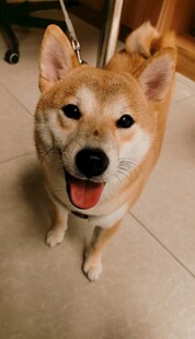 可爱柴犬咧嘴开心笑