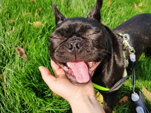 手抚闭眼吐舌可爱法斗犬