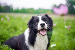 草地中的黑白萌犬