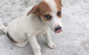 可爱小狗吐舌坐于地面
