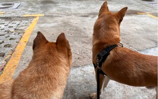 两只棕犬背对镜头而立