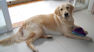 金毛犬悠闲卧地玩玩具
