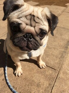 可爱巴哥犬乖巧坐着