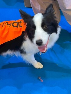 穿橙色背心的边牧犬
