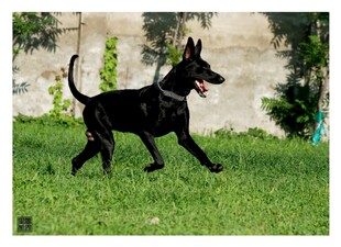 黑犬在绿草地上漫步