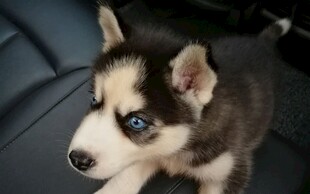 可爱哈士奇幼犬