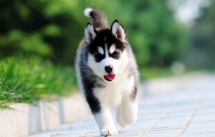 奔跑的哈士奇幼犬
