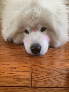 趴在木地板上的可爱萨摩耶