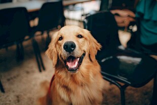 可爱金毛犬坐在室内
