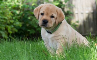 草地上的可爱拉布拉多幼犬