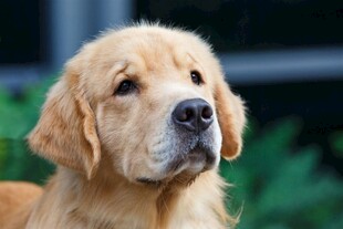 可爱金毛犬的抬头瞬间