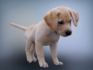 可爱拉布拉多幼犬