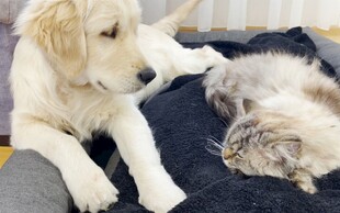 金毛与猫咪惬意同框