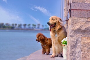岸边两犬伴花而立