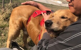 男子与亲昵相拥的金毛犬