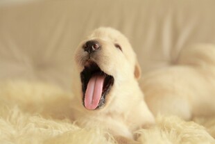 打哈欠的可爱白色萌犬
