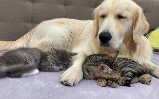 猫狗依偎共眠温馨画面