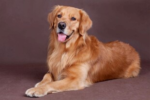 可爱金毛犬趴坐展示萌态
