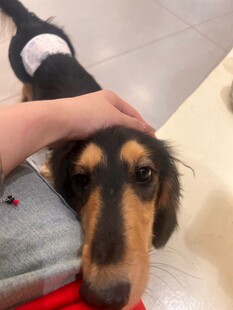 抚摸腊肠犬的温馨瞬间