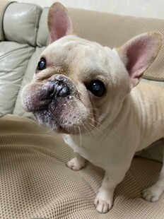 可爱法斗犬端坐沙发上