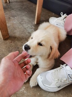人与萌犬互动温馨瞬间
