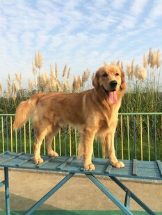 阳光下站立的金毛犬