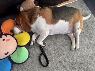 熟睡的比格犬与彩色玩具