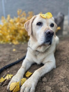 秋日趴卧的拉布拉多犬