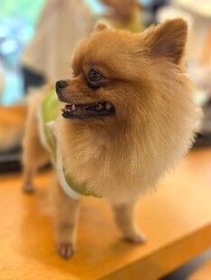 可爱博美犬穿着清新服饰