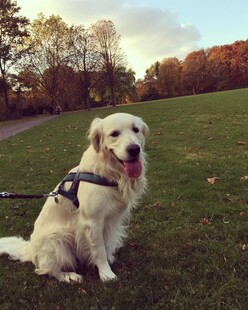 草地上的可爱金毛犬