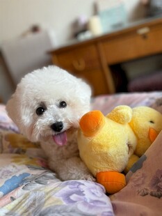 萌犬与小黄鸭玩具相伴