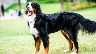 伯恩山犬在草地开心站立