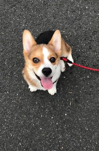 可爱柯基犬户外吐舌卖萌