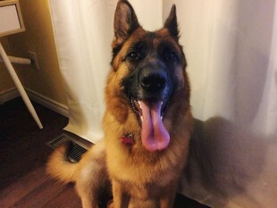 可爱德国牧羊犬吐舌卖萌